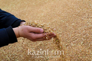 Фотография к новости: По какой цене будут закупать зерно у фермеров, сообщили в МСХ РК