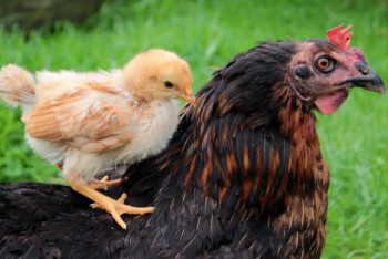 Фотография к новости: Птичий грипп подтвердился в Акмолинской области: село закрывают на карантин