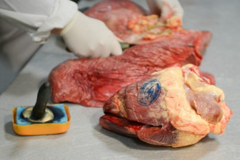 Фотография к новости: Ветеринарный врач брал взятки за торговлю мясом на рынке в Петропавловске