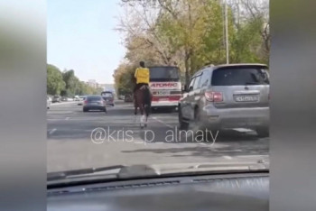 Фотография к новости: Курьер на коне попал на видео в Алматы