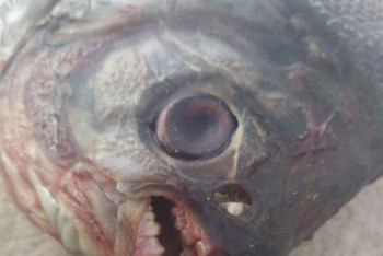 Фотография к новости: Пиранью с человеческими зубами поймал житель Шымкента