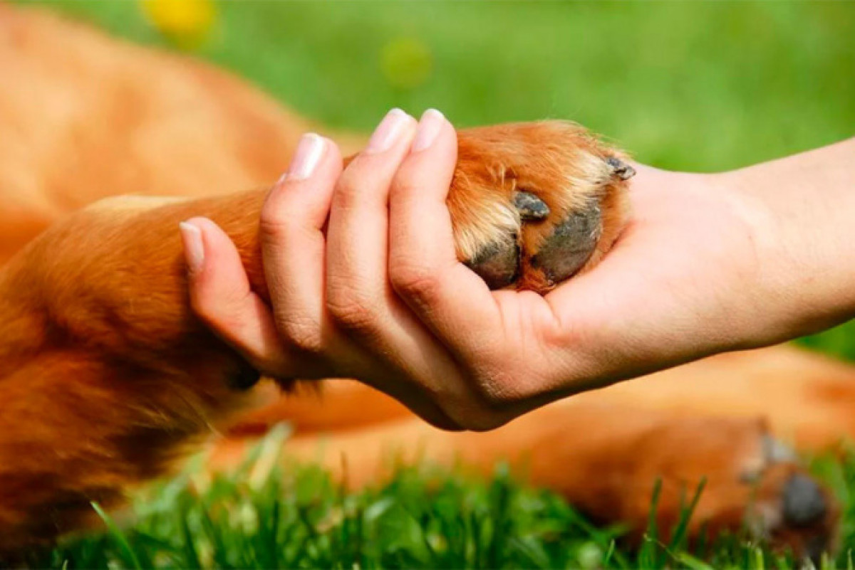 иллюстративное