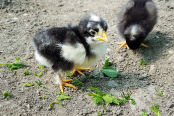 Фотография к новости: Более 165 тысяч особей погибли от птичьего гриппа в СКО