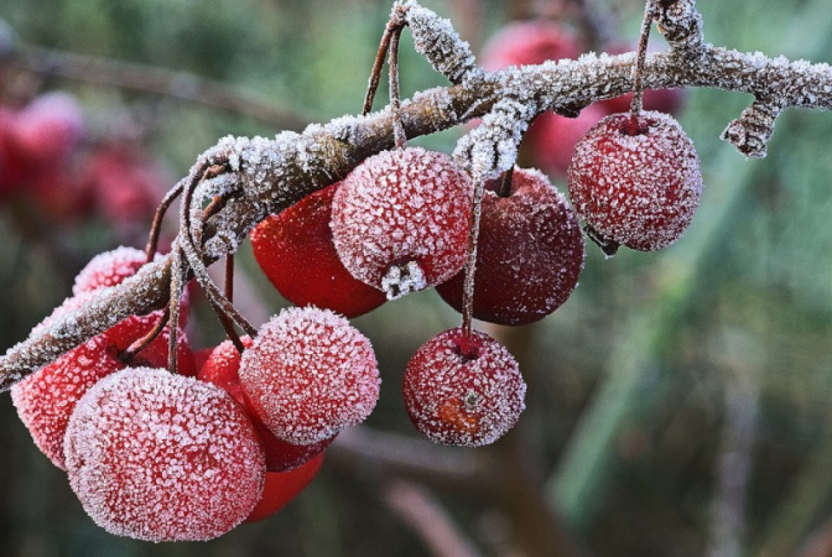 иллюстративное