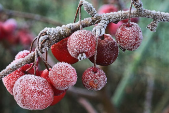 Фотография к новости: Синоптики предупредили о заморозках в нескольких регионах Казахстана