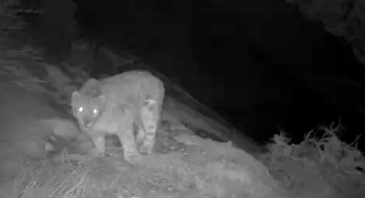 кадр из видео