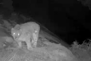 Фотография к новости: Ирбис впервые попал на видео в нацпарке Алтын-Эмель