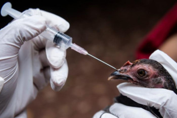 Фотография к новости: Более 170 тысяч голов домашней птицы вакцинировано в Акмолинской области