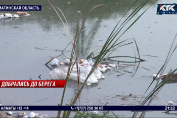 Фотография к новости: Дорога к лотосам закрыта: Первомайские пруды превращаются в свалку