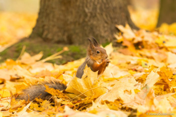 Фотография к новости: Какая погода ожидает казахстанцев в октябре