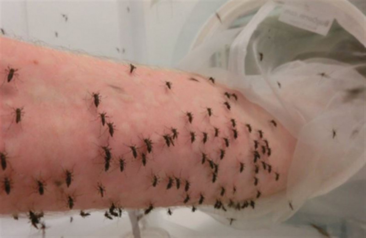 twitter/@MosWhisperer