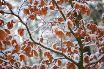 Фотография к новости: Снег ожидается в ближайшие дни в Казахстане