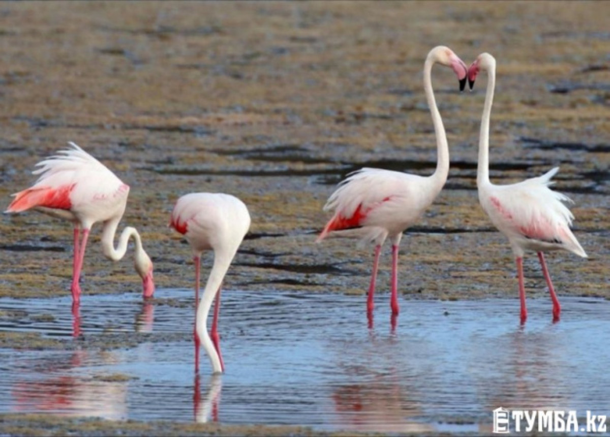 Первая стая фламинго остановилась на озере в Мангистауской области