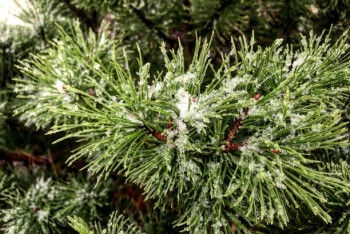 Фотография к новости: Первый снег выпал в Нур-Султане