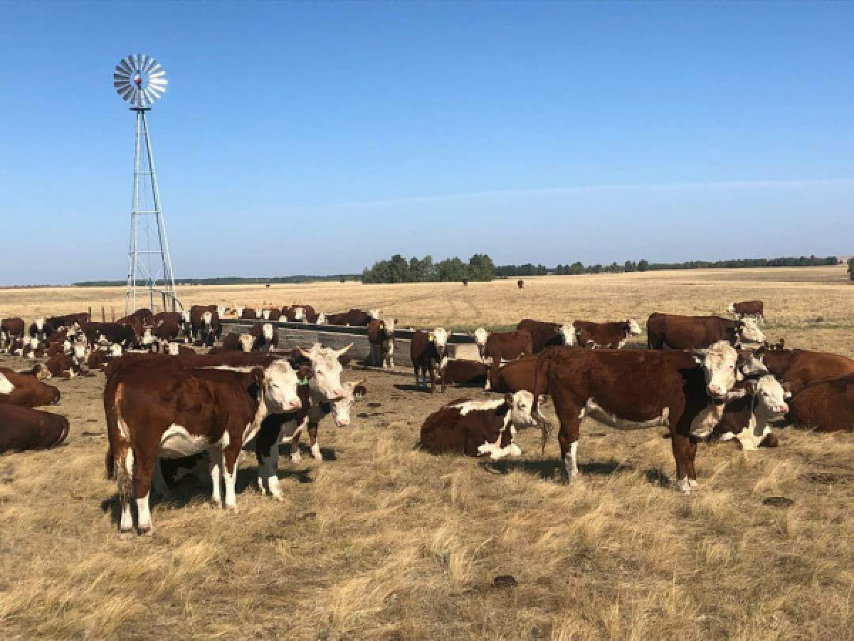 Откормплощадка на пять тысяч голов КРС откроется в Акмолинской области