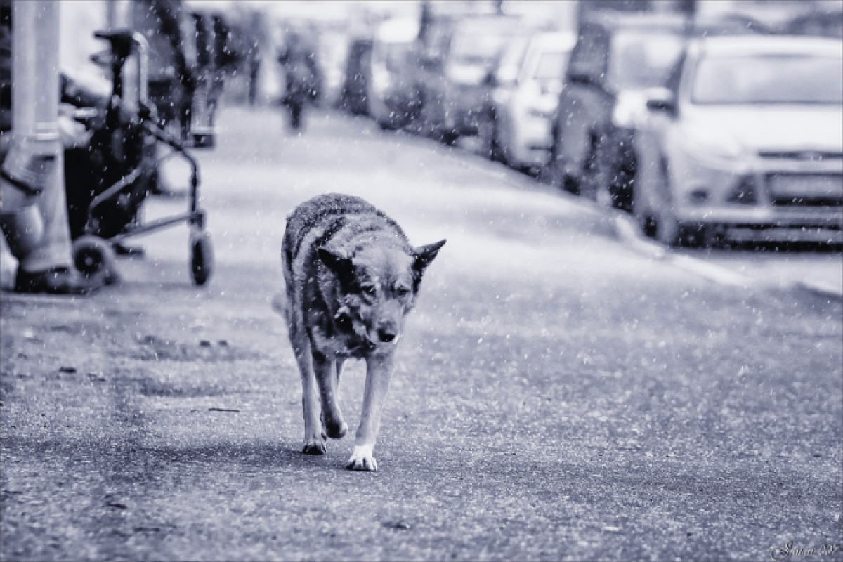 иллюстративное