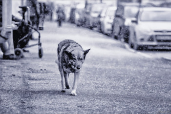 Фотография к новости: Приговор живодеру за жестоко убитую собаку вынесли в Атырау