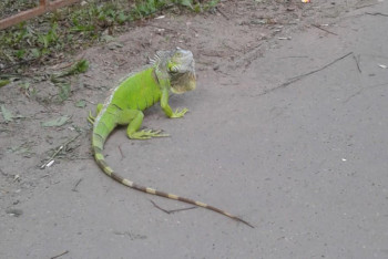 Фотография к новости: Игуану обнаружили на улице в Актау