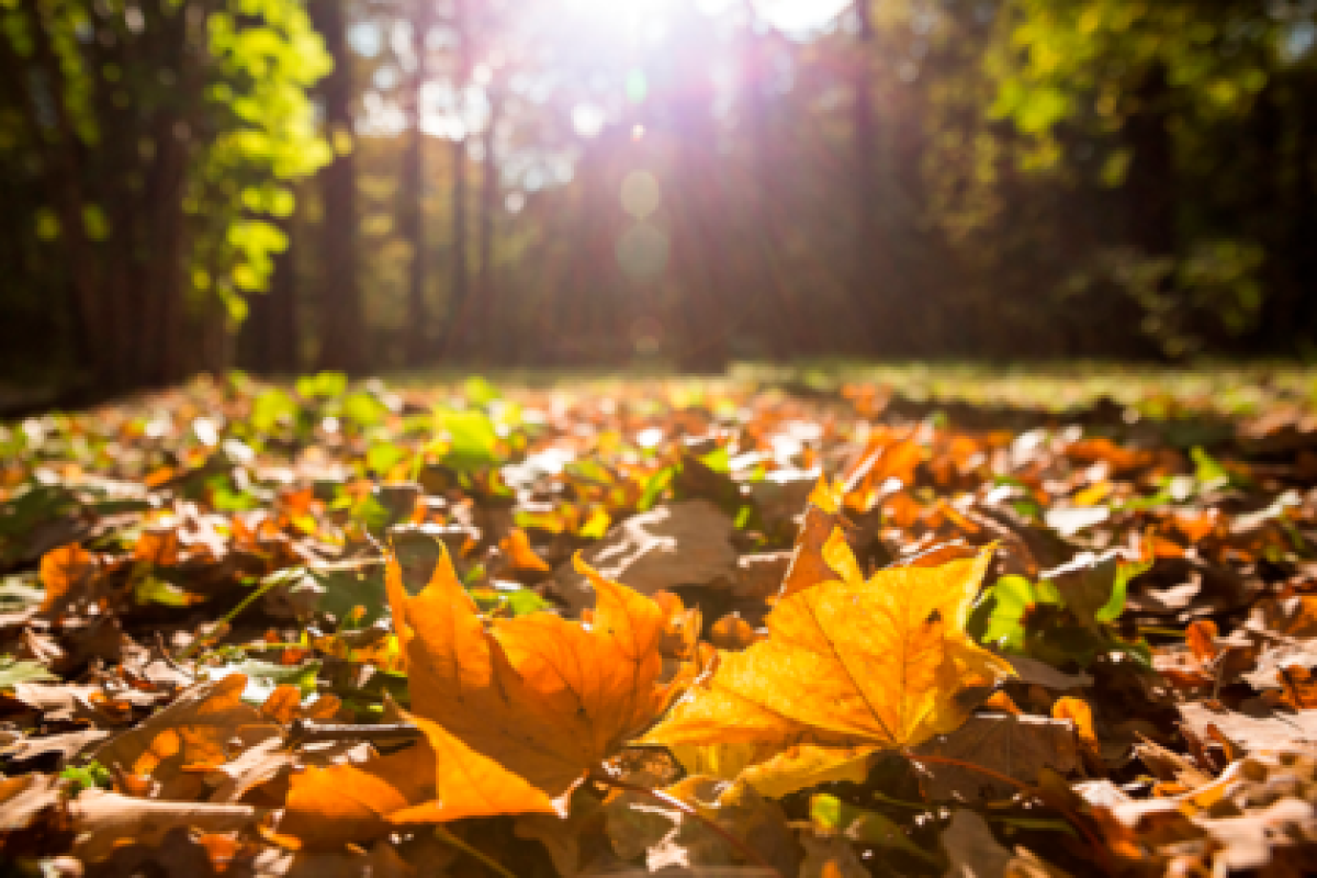 Потепление прогнозируют в Казахстане