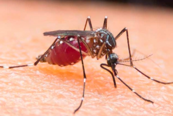 Фотография к новости: Химики сделали пестицид от малярийных комаров в 12 раз сильнее