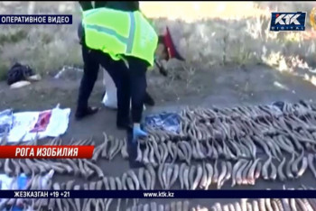 Фотография к новости: 12 лет тюрьмы грозит жителю ЗКО за 632 рога сайги