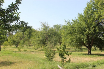 Фотография к новости: От пробирки до саженца: как зарождается зеленый пояс столицы