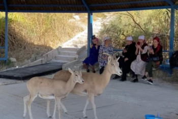 Фотография к новости: Горные бараны вышли к людям в Мангистауской области