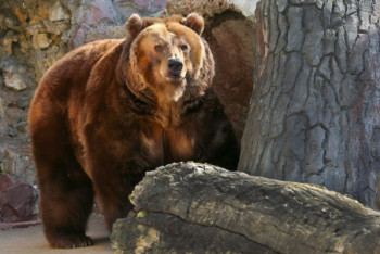 Фотография к новости: В алматинском зоопарке медведь убил кошку