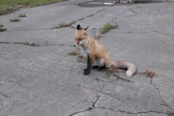 Фотография к новости: Лиса подружилась с горняками в Рудном