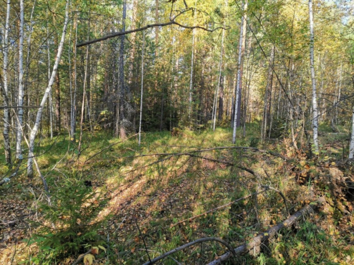 иллюстративное