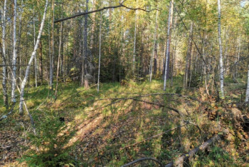 Фотография к новости: Сбежавший из ковид-больницы пациент найден мертвым в лесу