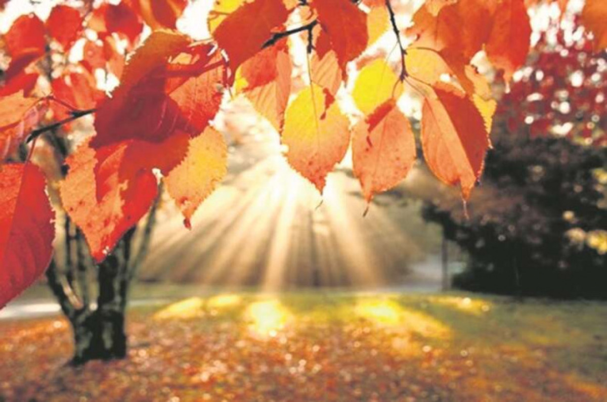 иллюстративное