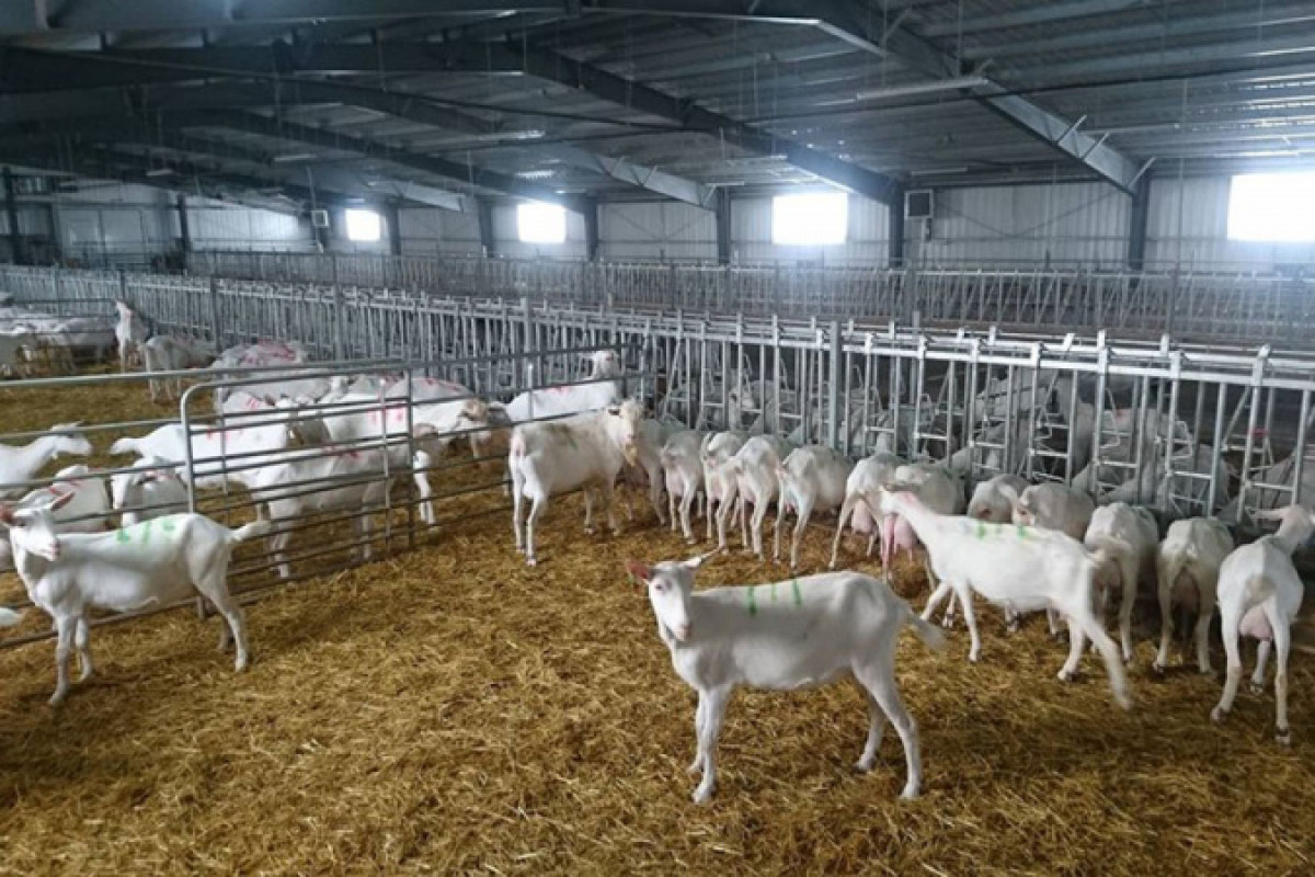 Как работает одна из крупнейших козьих ферм в Акмолинской области
