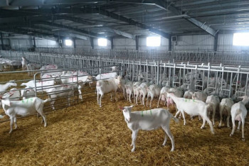 Фотография к новости: Как работает одна из крупнейших козьих ферм в Акмолинской области