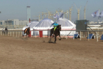 Фотография к новости: Породистого скакуна загнали насмерть на турнире в Нур-Султане
