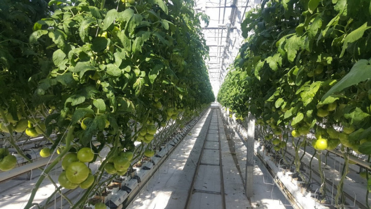 Более 2,5 тонн свежих овощей поставляет предприятие Акмолинской области