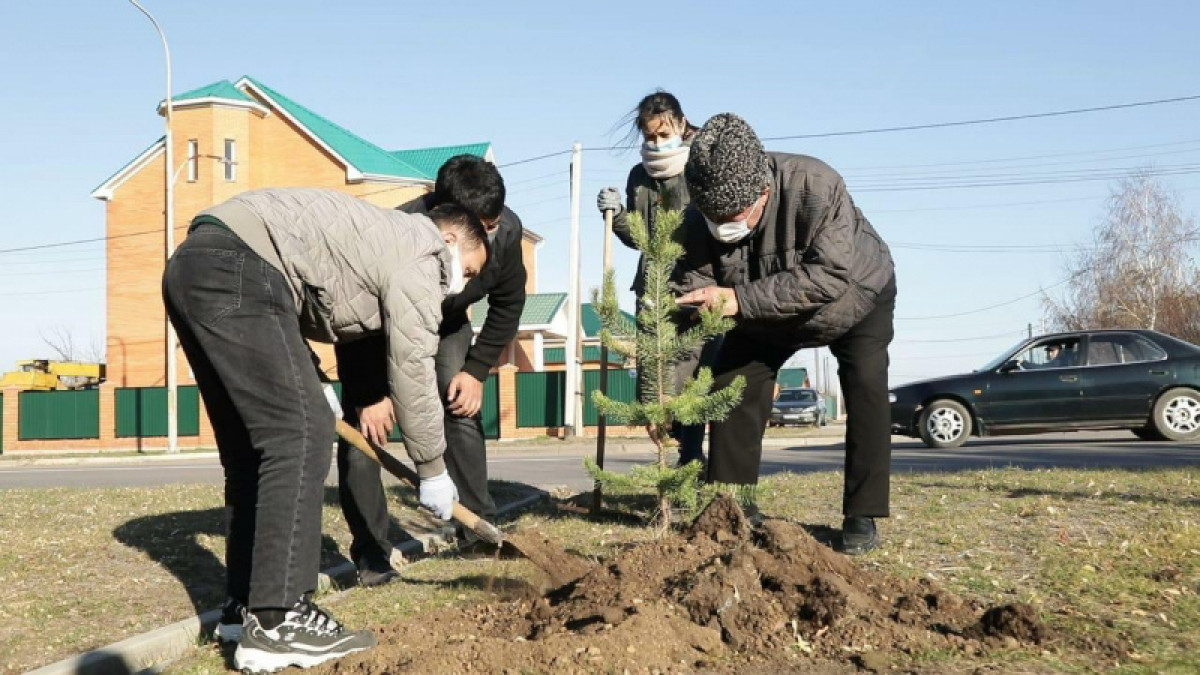 Экологическую акцию по посадке деревьев провели в Кокшетау