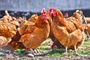 Фотография к новости: Фермеры СКО недовольны выплатами за потери от птичьего гриппа