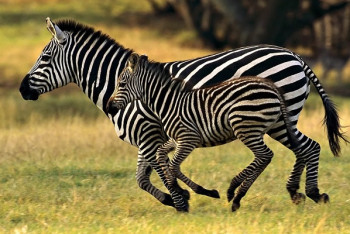 Фотография к новости: Ученый разработал устройство, которое распознает панику животных и спасает их от браконьеров