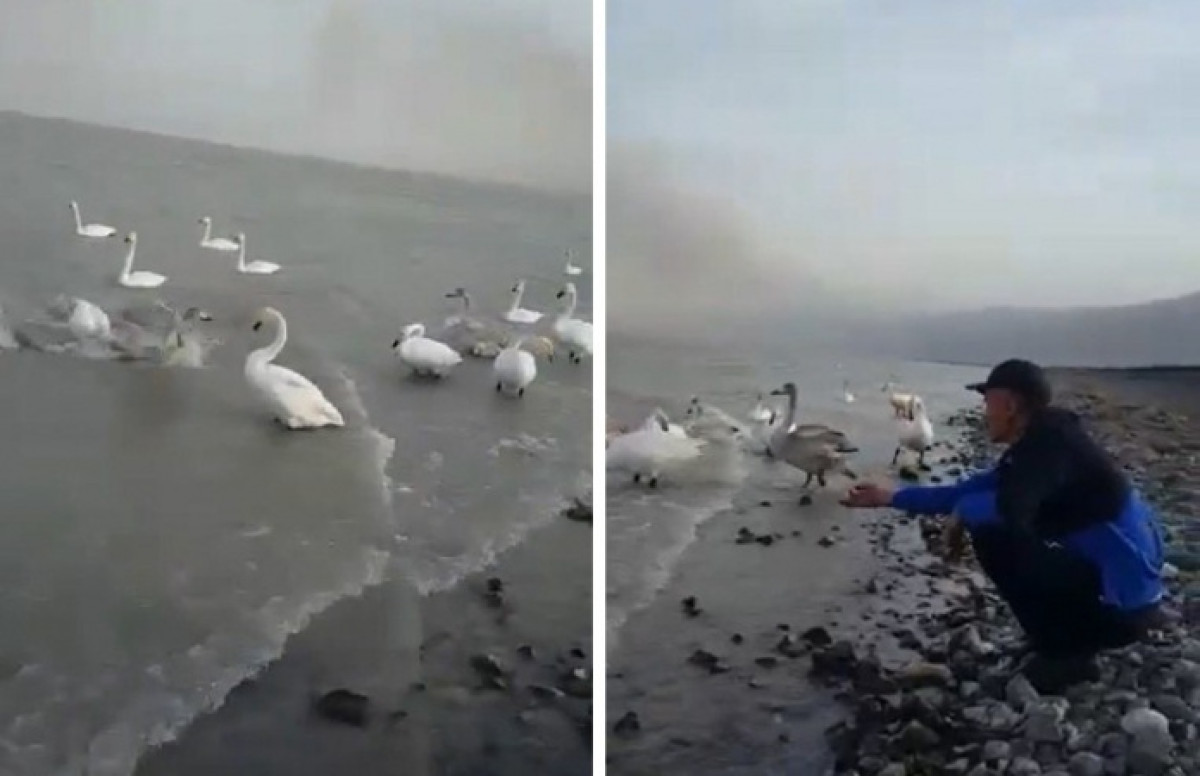 Судьба остановившейся близ Алаколя стаи лебедей обеспокоила местных жителей