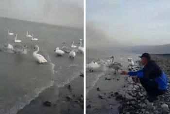 Фотография к новости: Судьба остановившейся близ Алаколя стаи лебедей обеспокоила местных жителей