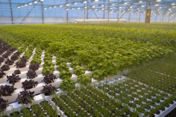 Фотография к новости: Экспериментальную теплицу строят в Степногорске