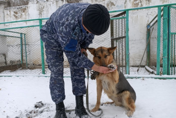 Фотография к новости: Бродячего пса взяли на службу в органы внутренних дел Карагандинской области