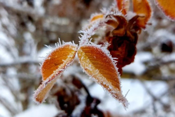 Фотография к новости: Снег и усиление ветра возможны в Казахстане в ближайшие три дня