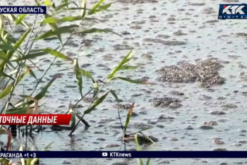 Фотография к новости: Нефтяное загрязнение в Атырауской области: вид воды напугал жителей