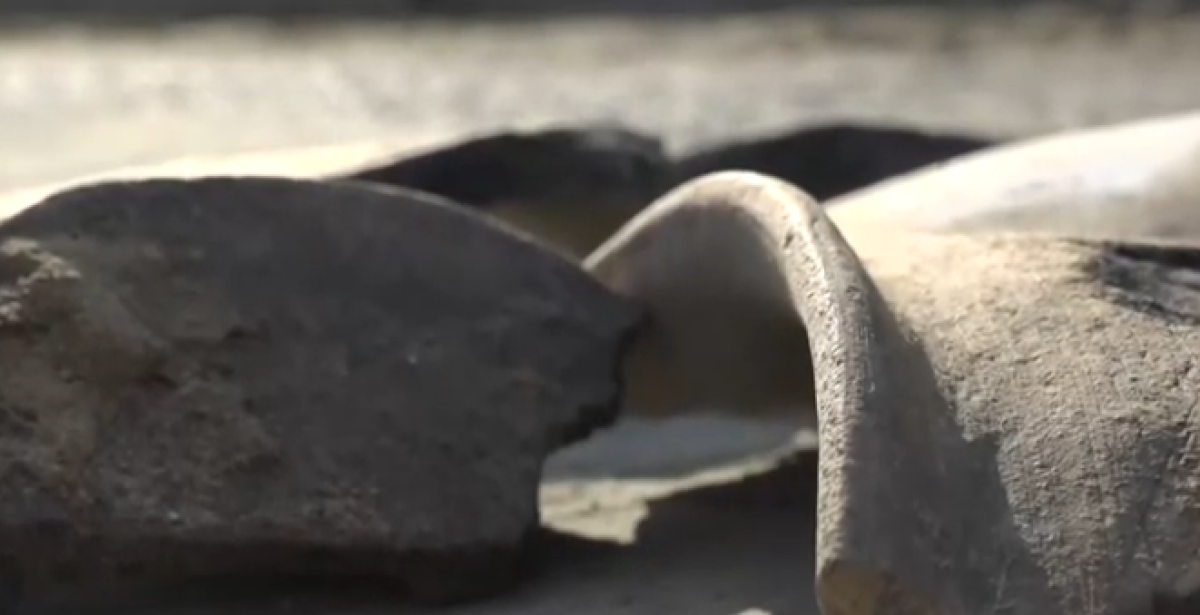 Древние курганы нашли во время строительства ТЦ в Семее