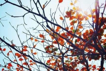 Фотография к новости: Солнечная погода ожидает казахстанцев 5 ноября