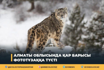 Фотография к новости: Снежного барса вновь сняли на видео в нацпарке Алтын-Эмель