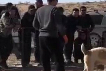 Фотография к новости: Организатора собачьих боев установили полицейские в Мангистауской области