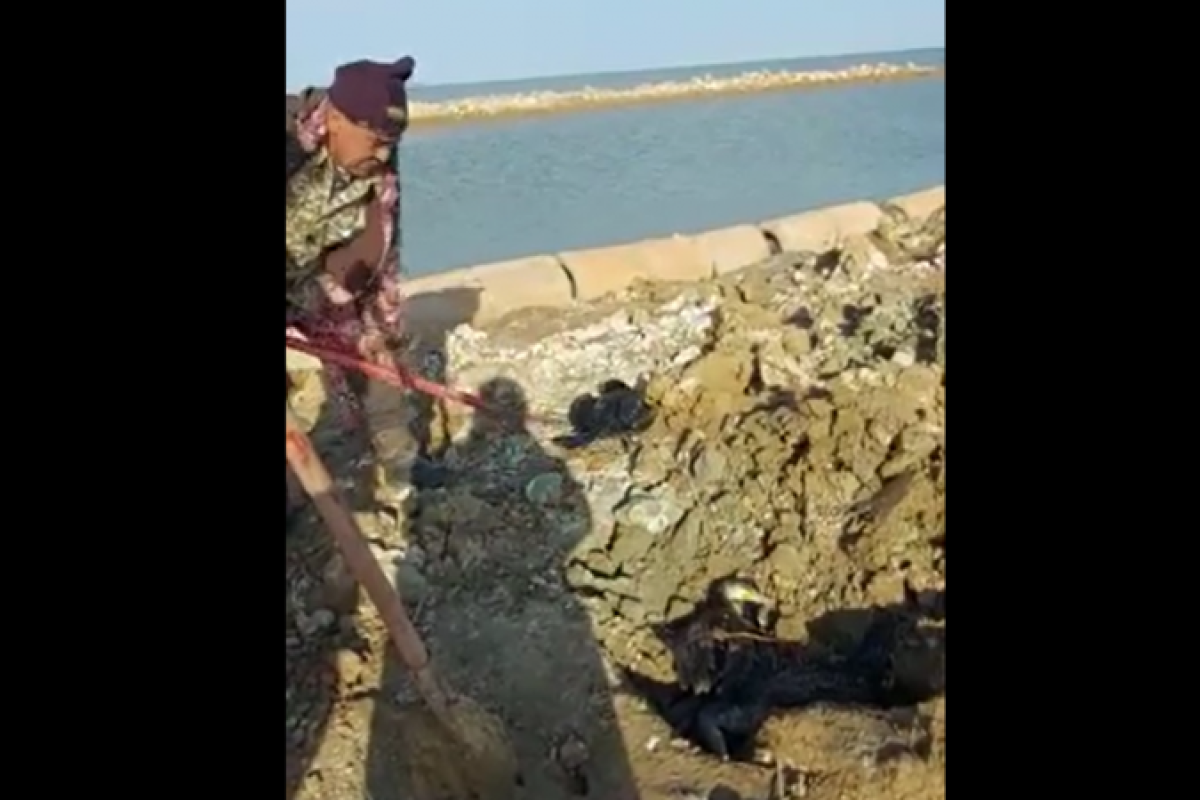 Мертвых чаек и бакланов обнаружили в резервате "Ак Жайык"